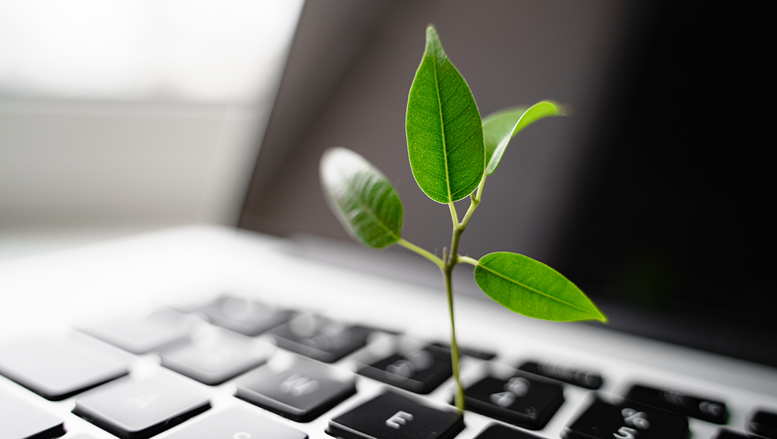 graduate attraction and retention: laptop keyboard with a plant growing out of it